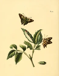 Nascus phocus